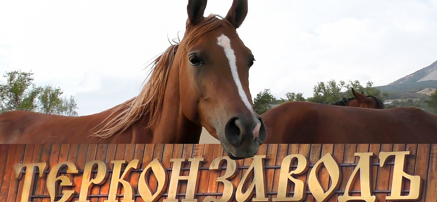 Экскурсионные туры на Кавказ: Терский конный завод